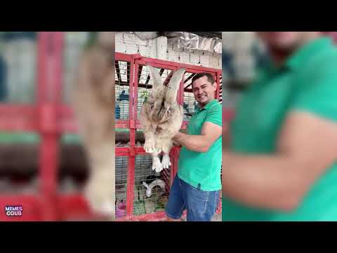 Видео: 🔥ПРИКОЛЫ🔥 COUB АПРЕЛЬ 2024 #5 MEMES COUB BEST CUBE ЛУЧШИЕ СМЕШНЫЕ ВИДЕО ТИК ТОК #bestcoub #coub