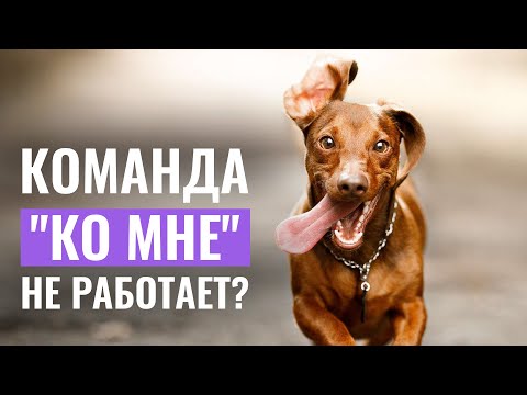 Видео: 7 ПОЛЕЗНЫХ СОВЕТОВ, если собака НЕ ВЫПОЛНЯЕТ команду "КО МНЕ"