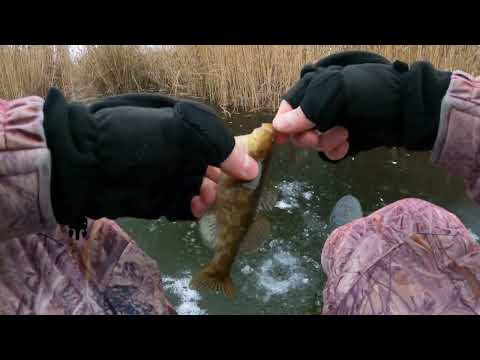 Видео: Первый лед. Открытие сезона 2024-2025. Зимняя рыбалка и ловля ротана. #fishing #nature #travel