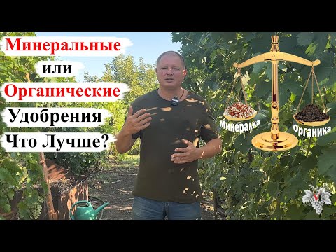 Видео: Какие УДОБРЕНИЯ ЛУЧШЕ для ВИНОГРАДА – ОРГАНИЧЕСКИЕ или МИНЕРАЛЬНЫЕ?