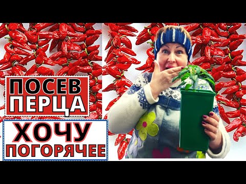 Видео: Посев ПЕРЦА. Как подготовила семена и почему выбирала в этом году погорячее?