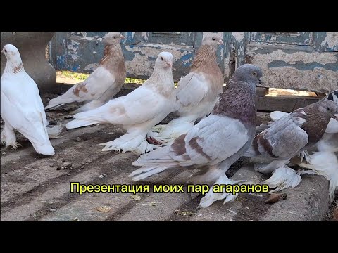 Видео: Презентация моих пар агаранов