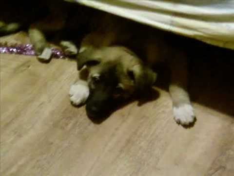 Видео: Памяти моей любимой собаки