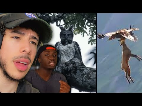 Видео: ОХОТНИЧЬИ ПРИВЫЧКИ САМЫХ ЗЛЫХ ПТИЦ | Casual Geographic Reaction