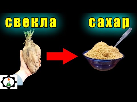Видео: Как добыть САХАР из СВЕКЛЫ