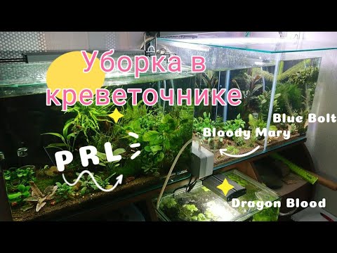 Видео: Креветочники. Уборка у креветок PRL. Нет икры у креветок.