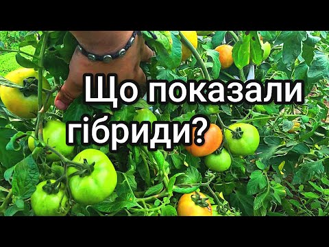 Видео: Огляд кращих гібридів томатів в цьому сезоні