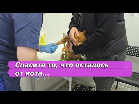 Видео: Не вся помощь оказана коту Морису. Далеко не вся...