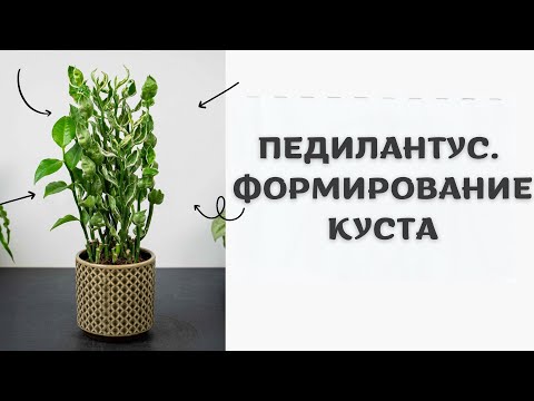Видео: ПЕДИЛАНТУС. ФОРМИРОВАНИЕ КУСТА. РАЗМНОЖЕНИЕ ЧЕРЕНКАМИ