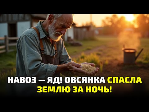 Видео: Овсянка вместо перегноя?! Старый агроном доказал: навоз вредит, а крупа лечит землю!