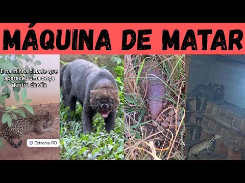 Видео: Куриный куптаж: самые страшные хищники полей!