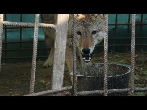 Видео: ҚАСҚЫР АСЫРАЙТЫН ҚАЗАҚ