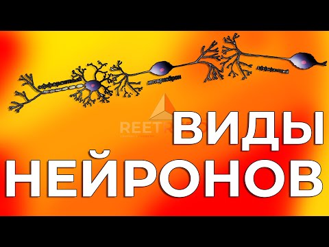 Видео: Виды Нейронов: От Афферентных до Эфферентных. Краткий Обзор.