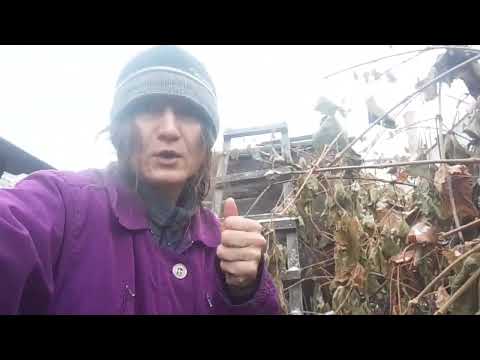 Видео: 5 ОКТЯБРЯ. ПЕРВЫЙ СНЕГ❄️. ВОДА ЗАМЕРЗЛА. БЕЛЫЕ МУХИ С НЕБА ПАДАЮТ. МОРКОВКА. РИСУЮ. С ТОМИКОМ В ШОКЕ