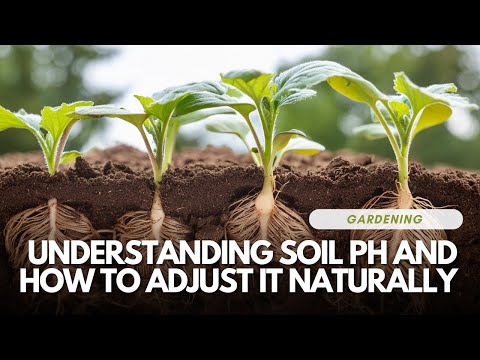 Видео: Понимание pH почвы и как его отрегулировать естественным путем