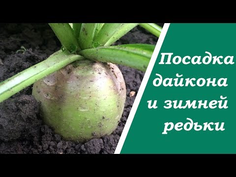 Видео: Когда сеять дайкон? Советы по посадке