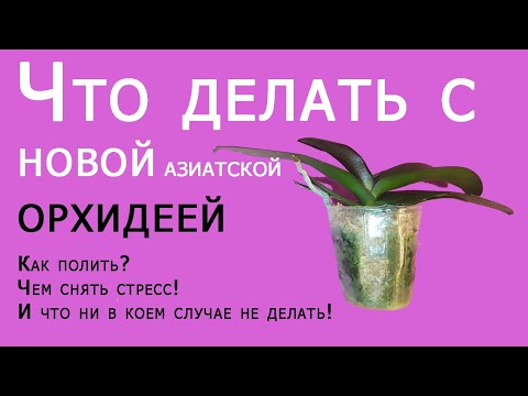 Видео: Что делать с новой азиатской орхидеей? как и когда поливать, чем снять стресс! надо ли пересаживать?