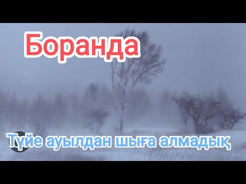 Видео: Боранда түйе ауылдан шыға алмай қалдық.  Жарықсыз өткен төрт күн.  Түйе ауылдың тіршілігі.
