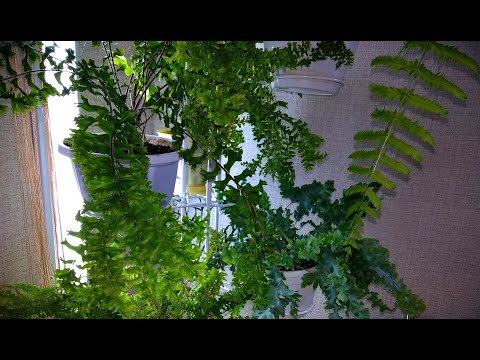 Видео: #Мои_комнатные_растения_2021 // #Обзор_моих_папоротников_в_апреле  // #Мои_папоротники_в_Анапе