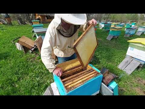 Видео: Пчеловодство №136 Как выровнять пасеку по силе весной? Как отсрочить роение сильных семей?