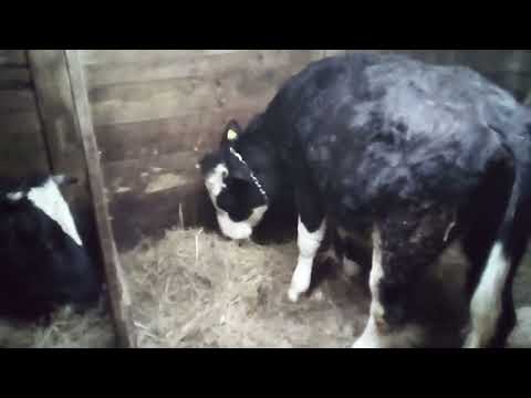 Видео: Тёлке 10 мес  надо крыть