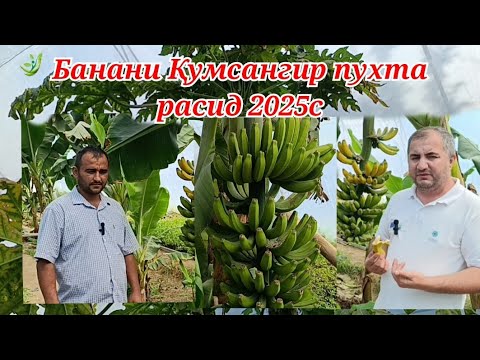 Видео: Банани Қумсангир пухт 2025