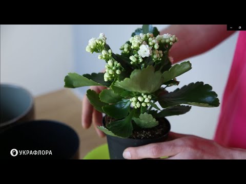 Видео: Каланхоє Блоссфельда🌸 Догляд, пересадка та полив.