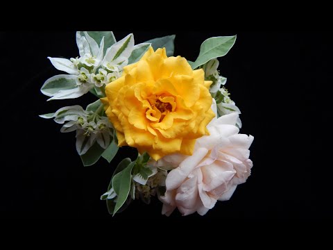 Видео: Лечебная музыка Баха 🌺 Источник Энергии и Восстановления. Развитие Интеллектуальных Способностей.
