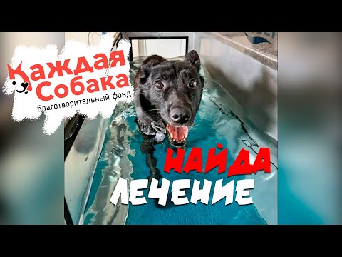 Видео: Реабилитация собаки-спинальника. Найда.