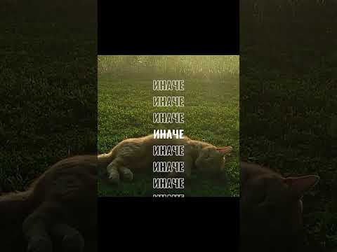 Видео: 31 жовтня 2025 р.