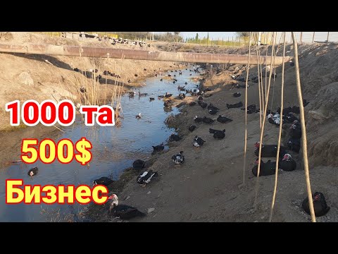 Видео: 500$ лик Бизнес 10.000$ Даромад оласиз