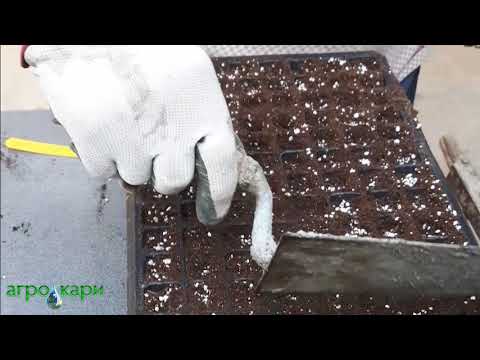 Видео: производство  на разасад от семена в табли