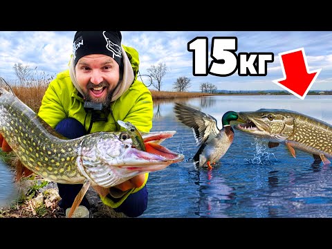 Видео: ОГРОМНА ЩУКА ЯДЕ ПАТИЦИ И ШАРАНИ!!!