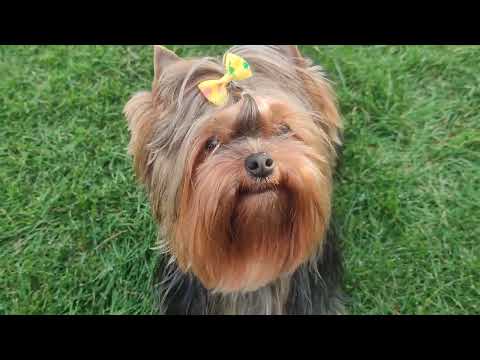 Видео: Шикарный Сын Эван,‼️цена 70 т р.💥 доставка по миру+79788972514