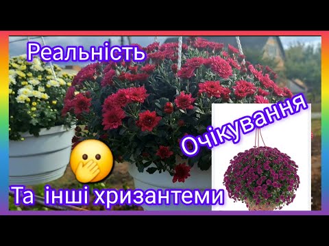 Видео: Ампельная хризантема Skyfall Purple🤔Почти идеальный микс и другие хризантемы😊Будет интересно!🌺🌿#f...