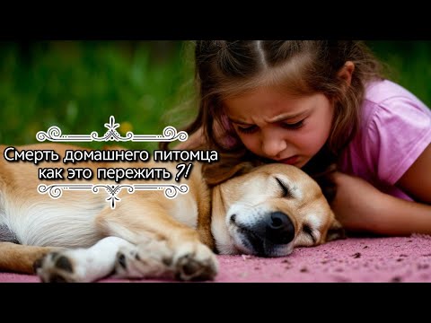 Видео: Смерть домашнего питомца. Как облегчить боль от потери друга?! Связь душ 