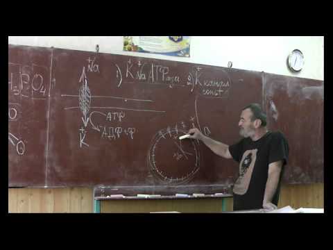 Видео: Драконоведение. Часть 38