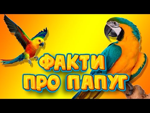 Видео: 42 цікавих факта про папуг 🦜🦜🦜#папуга #ара #жако #лорі