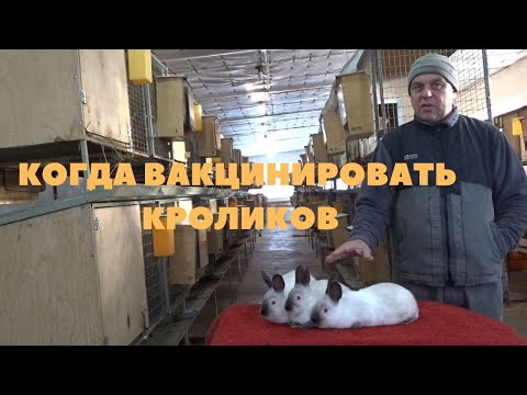 Видео: Профилактика от болезней, когда и как вакцинировать, пропаивать кроликов