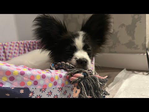 Видео: Мы завели собаку! Как исполнилась моя мечта.