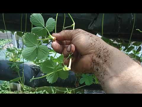 Видео: Как сделать кассетную рассаду  #клубника#виноград#рассада