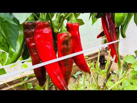 Видео: Сделайте так и ваши перцы очень быстро покраснеют!!