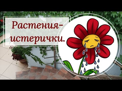 Видео: Растения- истерички.🪴😭