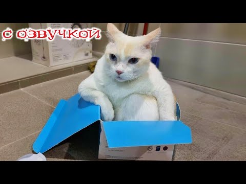 Видео: Приколы с котами! Самые смешные животные! С ОЗВУЧКОЙ! ДО СЛЕЗ!!