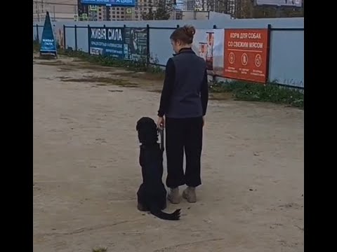 Видео: дрессировка без еды и игрушки реально ли сдать BH VT? #собака #дрессировка #дрессировкасобаки