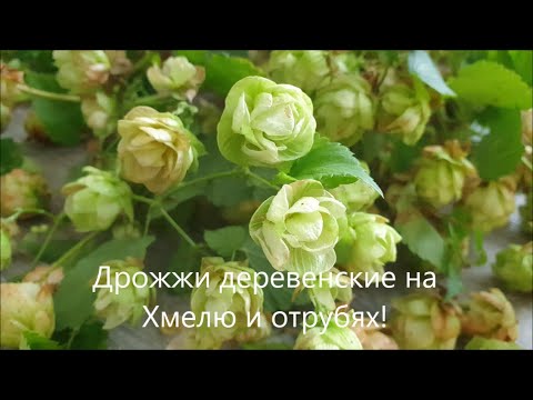 Видео: Дрожжи на хмелю и отрубях!Видео посвещаю всем мамам..которые выпекали для нас хлебушек!