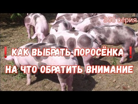 Видео: ‼️КАК ВЫБРАТЬ ПОРОСЁНКА 🐷🐽‼️ Стоит ли покупать взрослых свиноматок🐖‼️