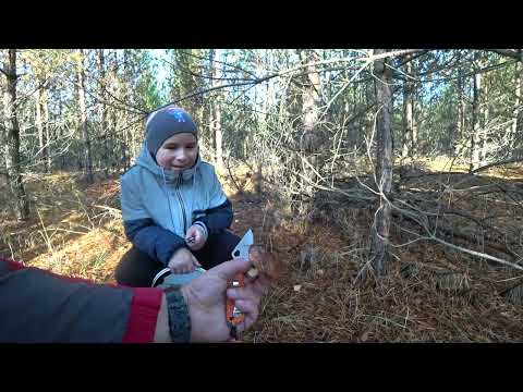 Видео: Грибалка 26 10 2025