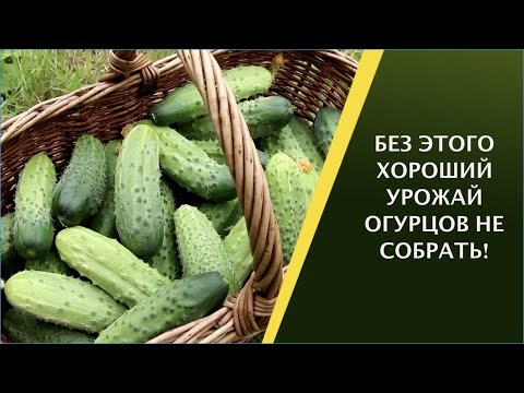 Видео: ВНИМАНИЕ! ОГУРЦАМ ЧЕГО-ТО НЕ ХВАТАЕТ, КАК ЭТО РАСПОЗНАТЬ