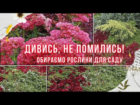 Видео: Осіння посадка рослин. Зимостійкість, ВКС та ЗКС, як визначити розмір горщиків та інші нюанси